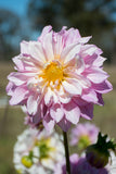 Everbloom Flutterby