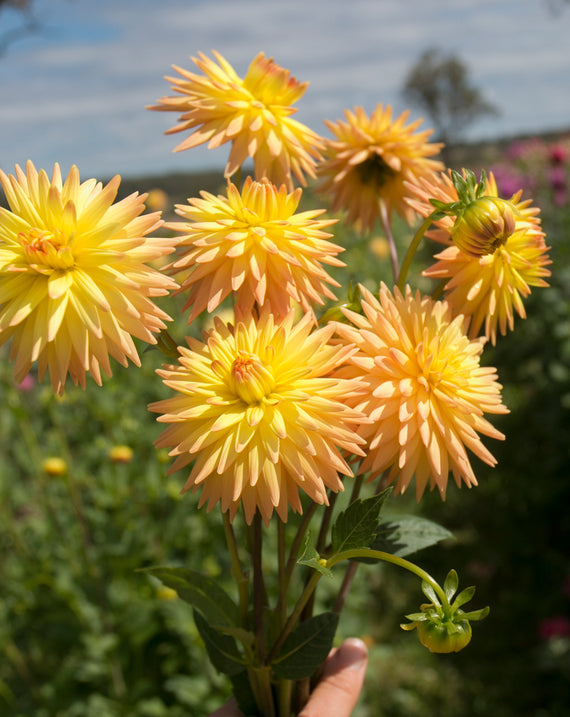 Everbloom Helios
