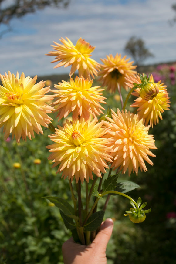 Everbloom Helios