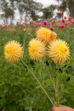 Everbloom Helios