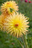 Everbloom Helios