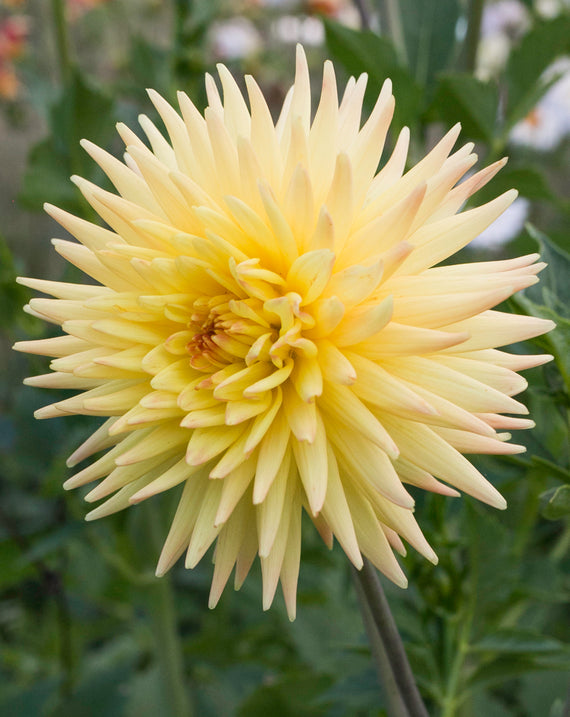 Everbloom Helios