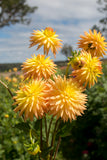 Everbloom Helios