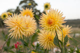 Everbloom Helios