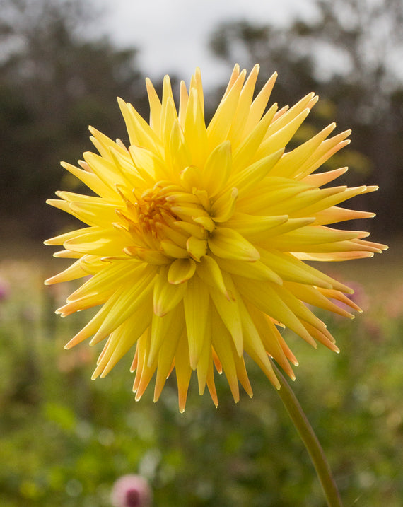 Everbloom Helios n/a 2026