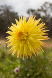 Everbloom Helios n/a 2026