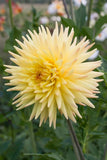 Everbloom Helios