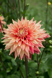 Everbloom Kali
