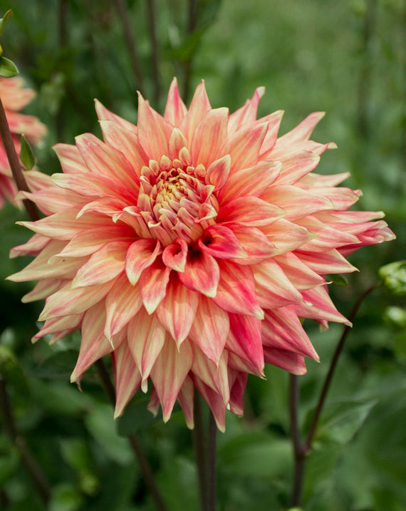 Everbloom Kali