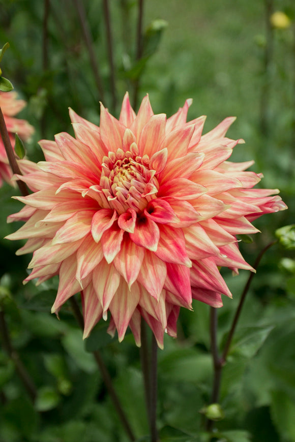 Everbloom Kali