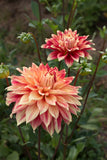 Everbloom Kali