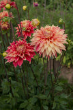 Everbloom Kali