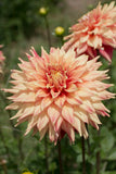 Everbloom Kali