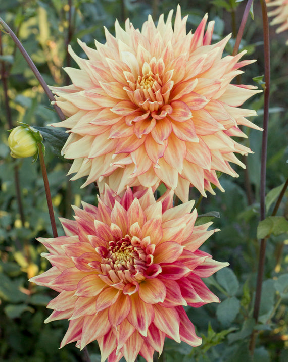 Everbloom Kali