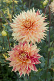 Everbloom Kali