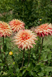 Everbloom Kali