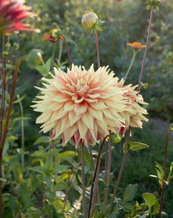 Everbloom Kali