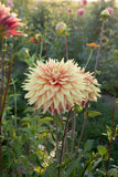 Everbloom Kali