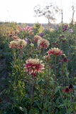 Everbloom Kali