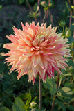 Everbloom Kali