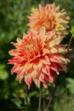 Everbloom Kali