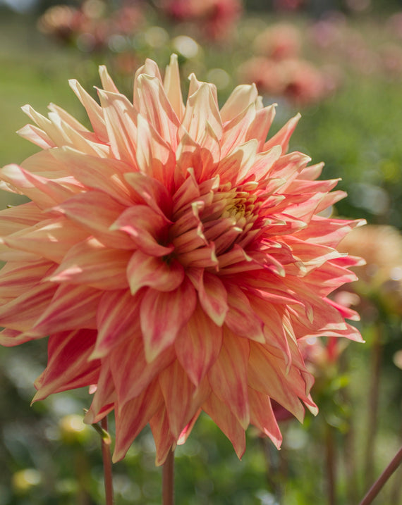 Everbloom Kali