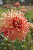 Everbloom Kali