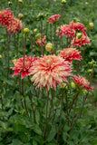 Everbloom Kali