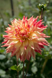 Everbloom Kali