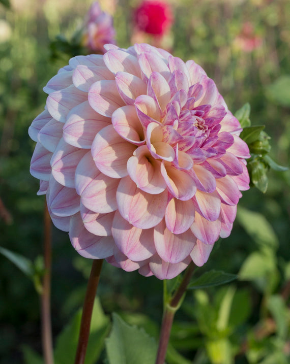 Everbloom Lakshmi