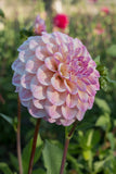 Everbloom Lakshmi