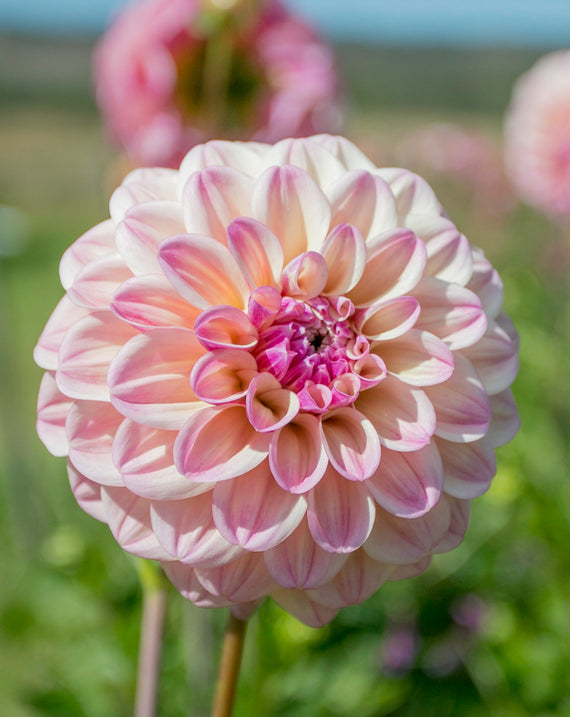 Everbloom Lakshmi