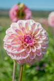 Everbloom Lakshmi