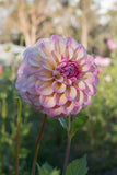 Everbloom Lakshmi