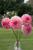 Everbloom Lakshmi