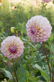 Everbloom Lakshmi