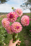 Everbloom Lakshmi