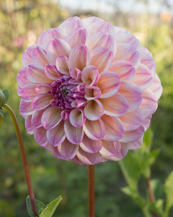 Everbloom Lakshmi