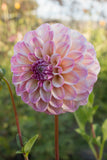 Everbloom Lakshmi