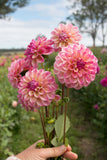 Everbloom Lakshmi