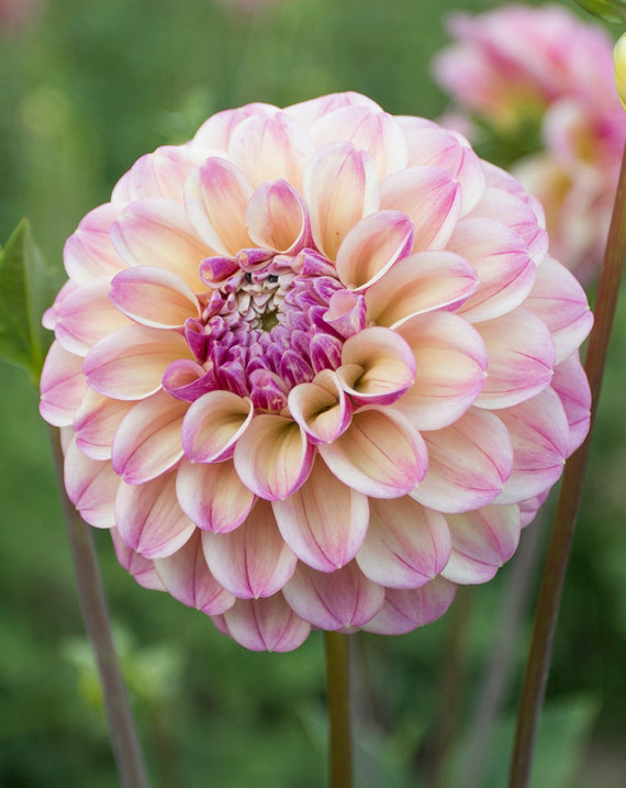 Everbloom Lakshmi