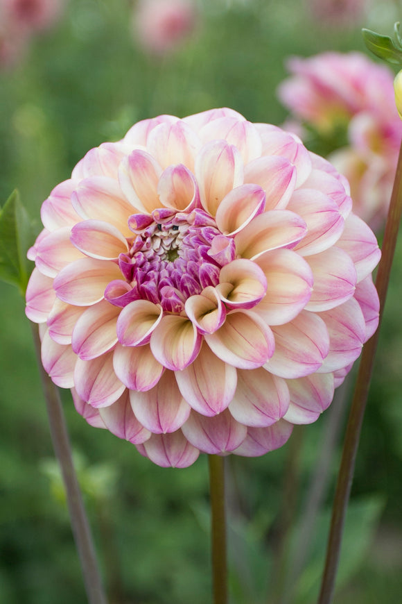 Everbloom Lakshmi
