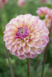 Everbloom Lakshmi