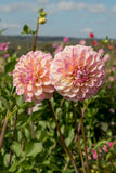 Everbloom Lakshmi
