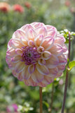 Everbloom Lakshmi
