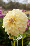 Everbloom Lemon Butter