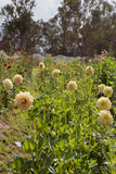 Everbloom Lemon Butter