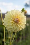 Everbloom Lemon Butter