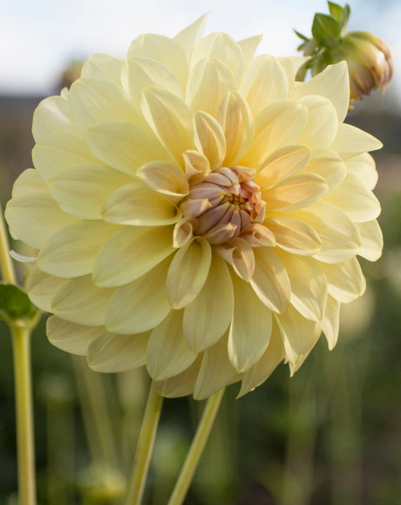 Everbloom Lemon Butter