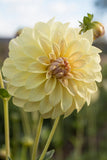 Everbloom Lemon Butter